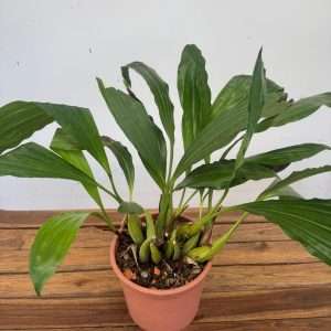 Coelogyne Tomentosa 'Sem Flor' - V.19