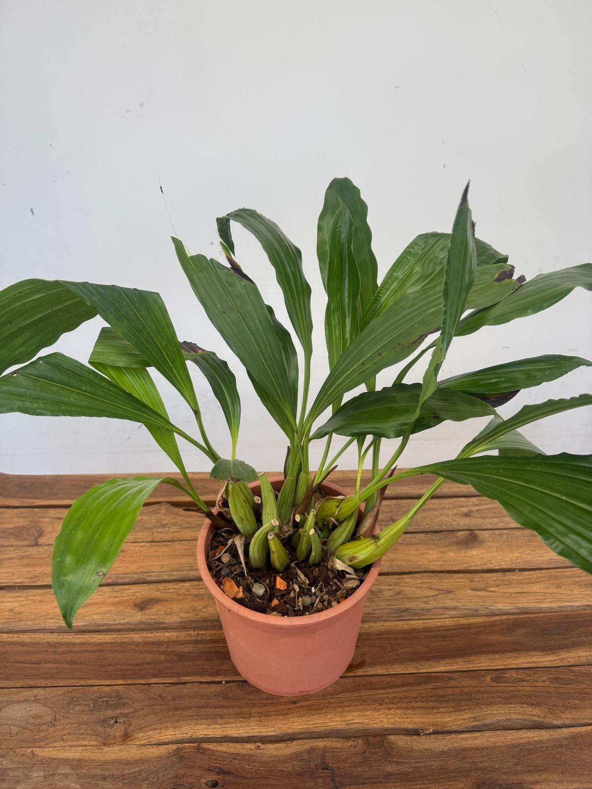 Coelogyne Tomentosa 'Sem Flor' - V.19