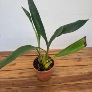 Coelogyne Moreana 'Sem flor' - V.14