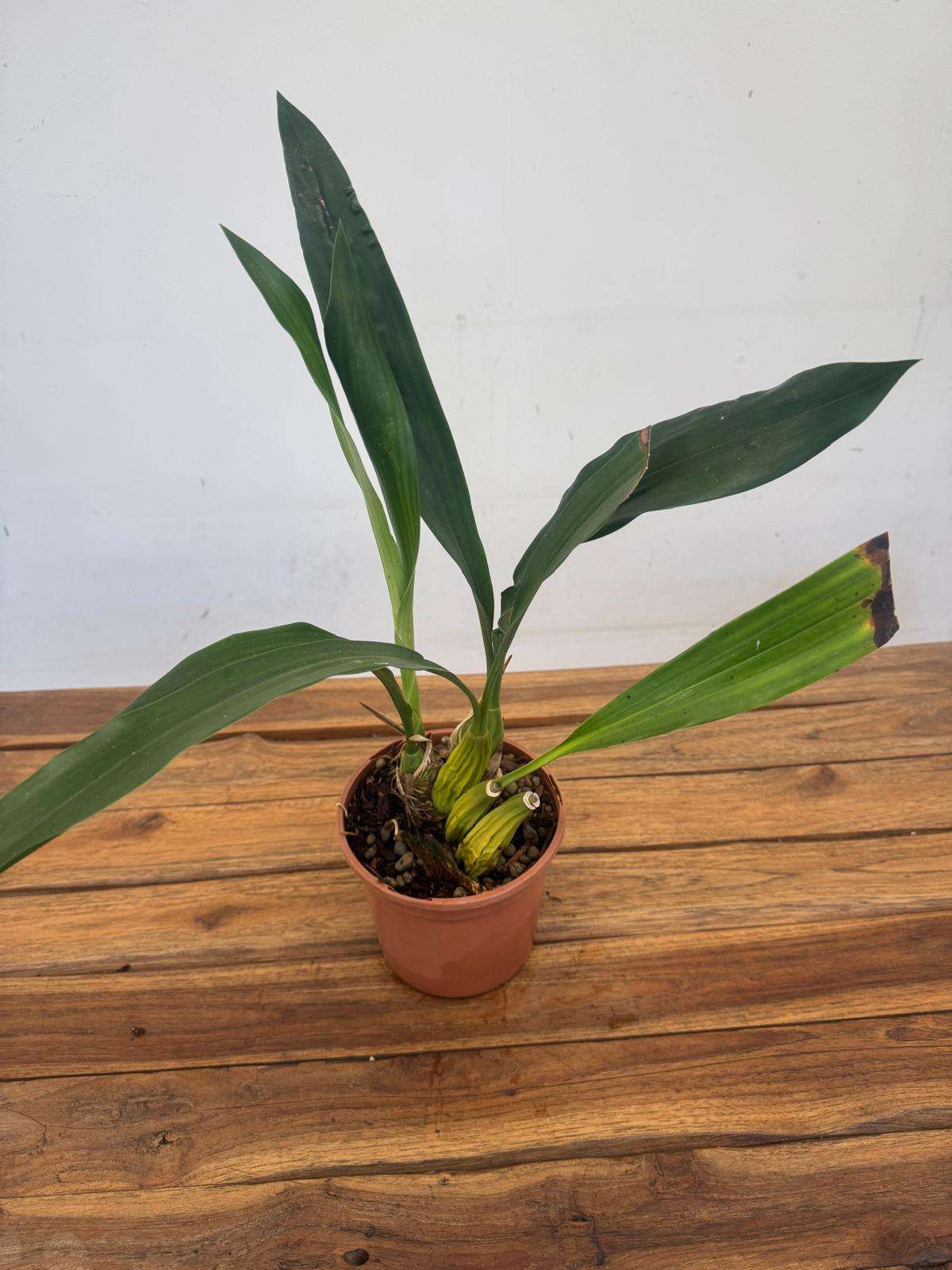 Coelogyne Moreana 'Sem flor' - V.14