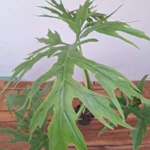 Philodendron Warsacewiczii