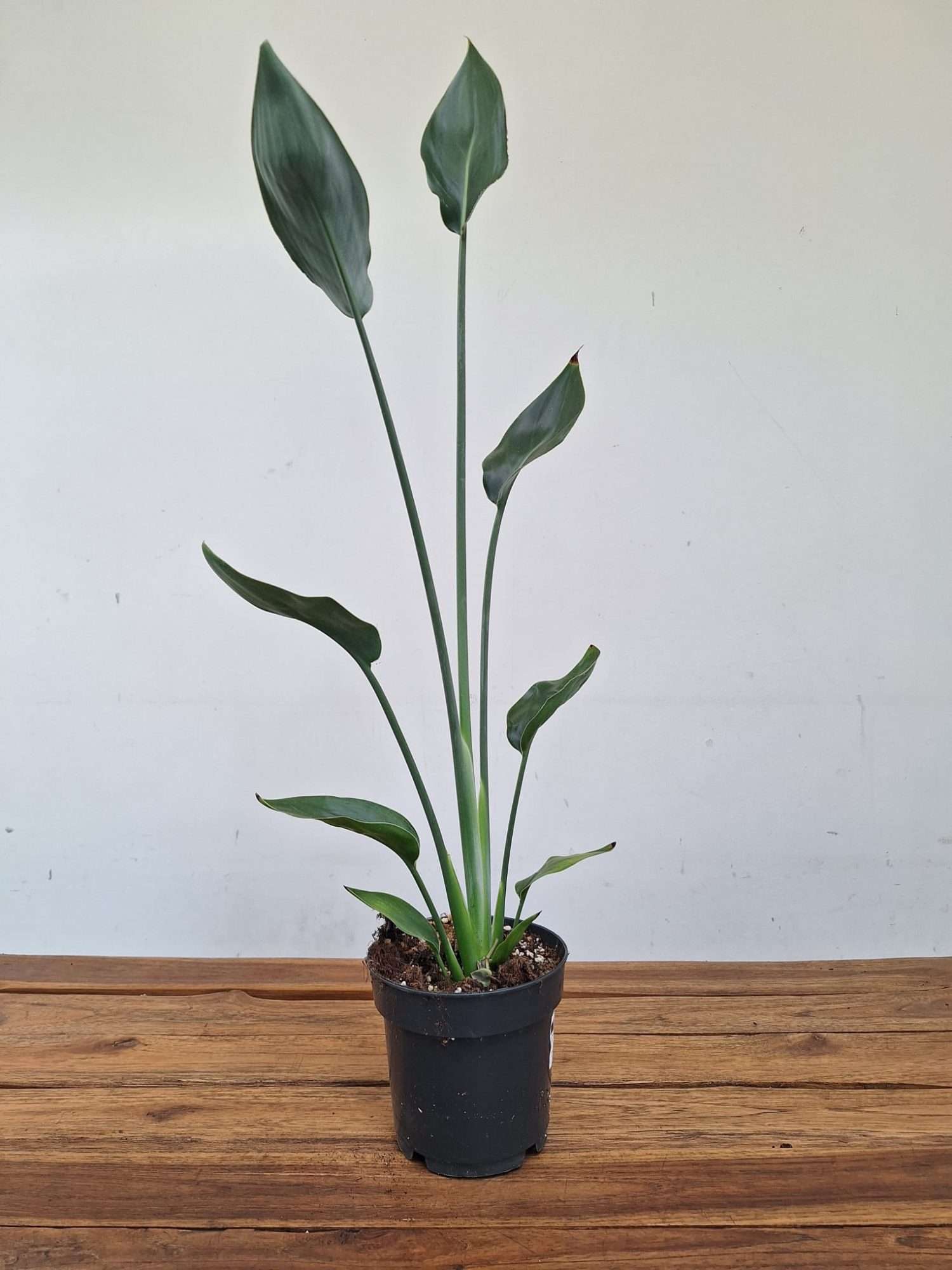 Strelitzia Reginae Juncea - V.14 - Image 2