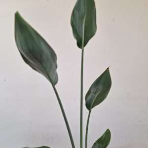 Strelitzia Reginae Juncea - V.14