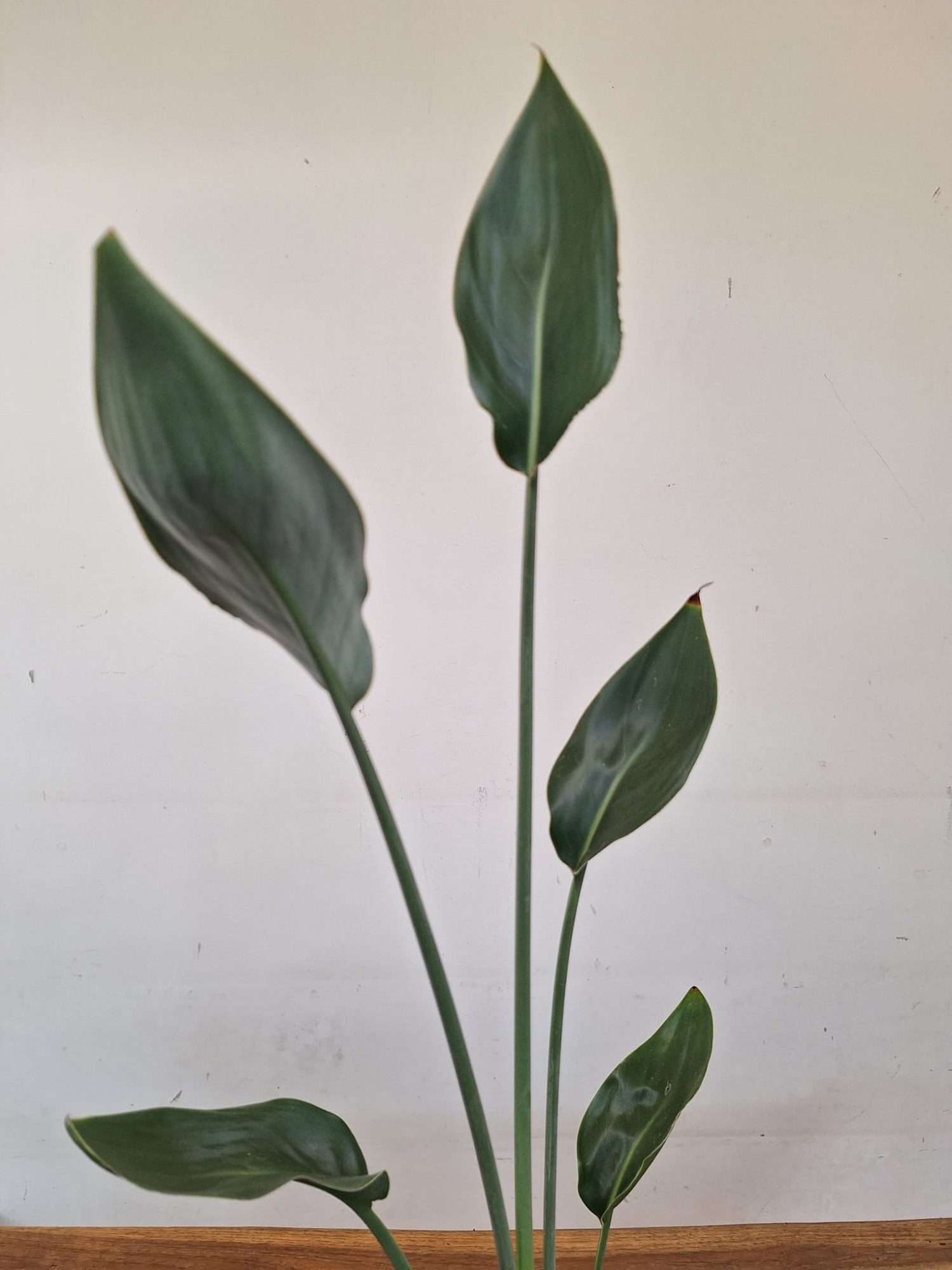 Strelitzia Reginae Juncea - V.14