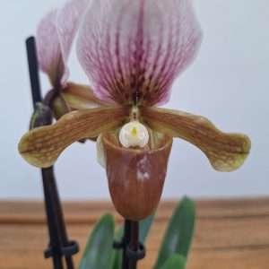Paphiopedilum - V.9