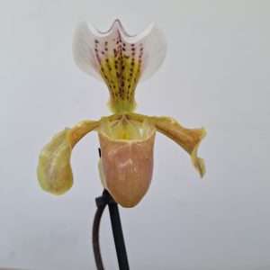 Paphiopedilum - V.9