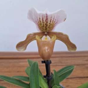 Paphiopedilum - V.9