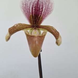 Paphiopedilum - V.9