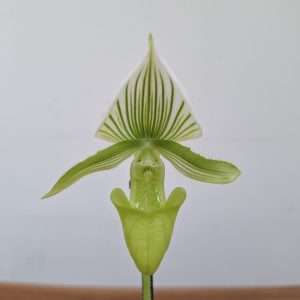 Paphiopedilum - V.9