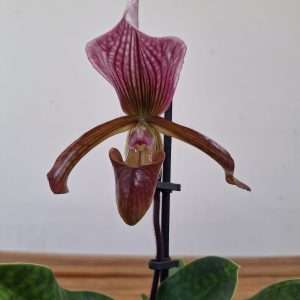 Paphiopedilum - V.9