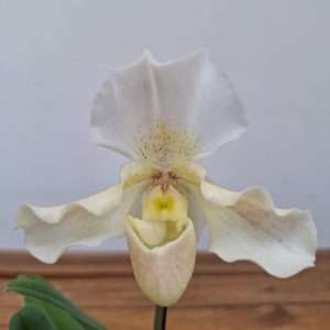 Paphiopedilum - V.9