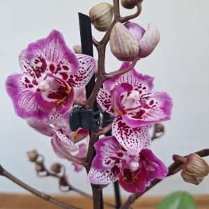 Phalaenopsis 2 Hastes - V.12