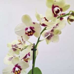 Phalaenopsis 2 Hastes - V.12