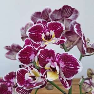 Phalaenopsis 2 Hastes - V.12