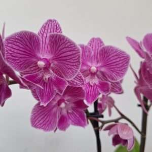 Phalaenopsis 2 Hastes - V.12
