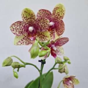 Phalaenopsis 2 Hastes - V.12