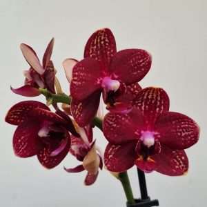 Phalaenopsis 2 Hastes - V.12