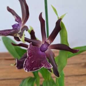Zygopetalum 'Louisendorf' – V.12