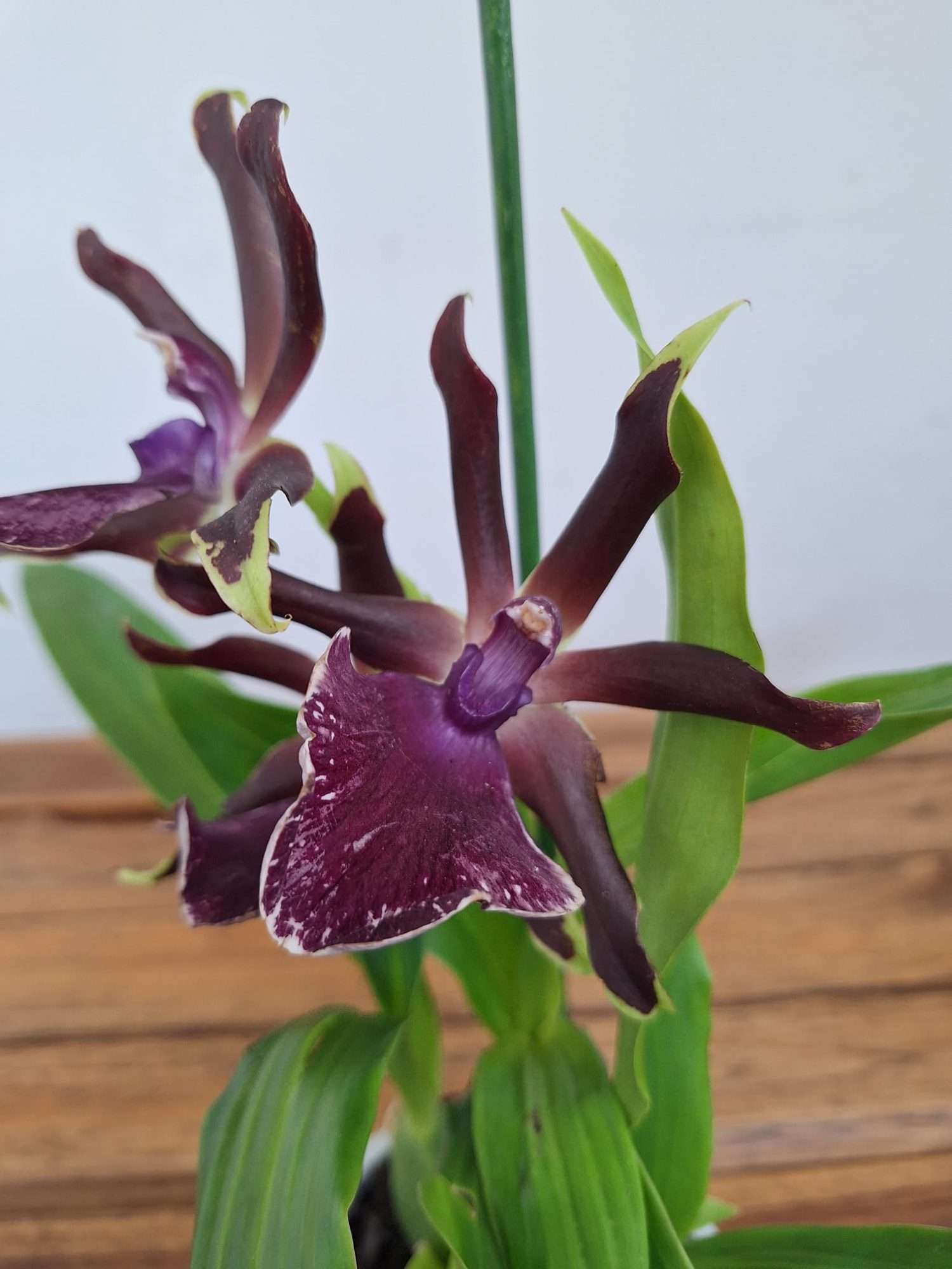 Zygopetalum 'Louisendorf' – V.12