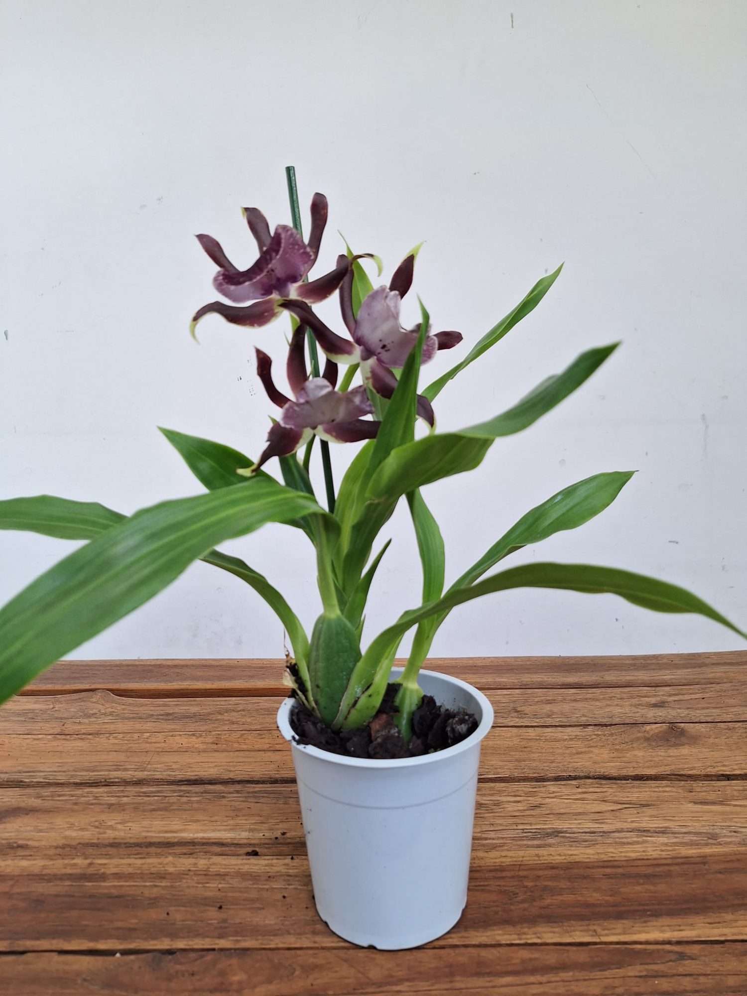 Zygopetalum 'Louisendorf' – V.12 - Image 2