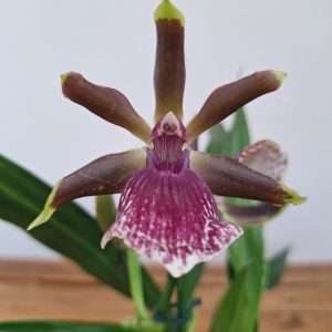 Zygopetalum 'Louisendorf' – V.12