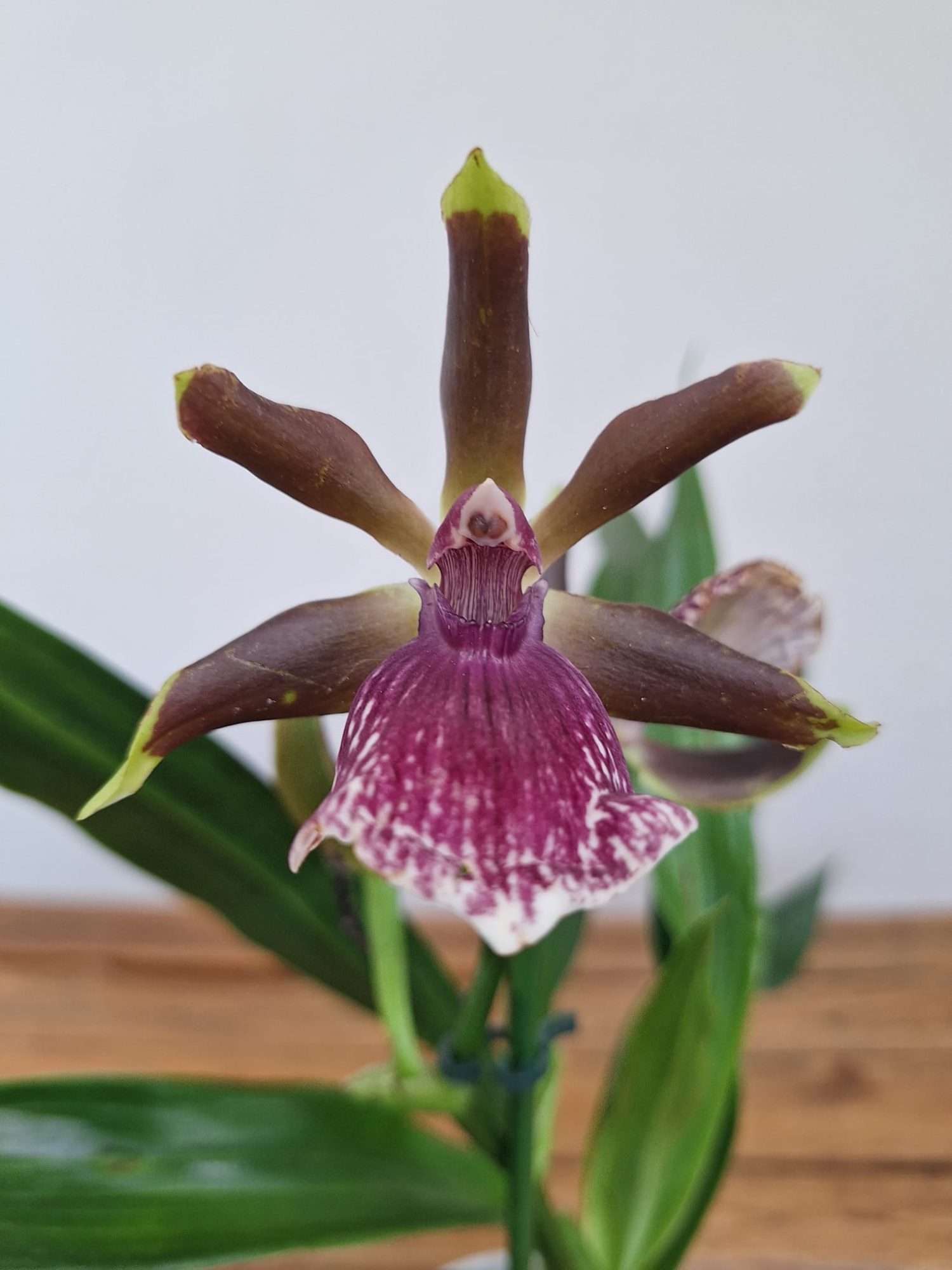 Zygopetalum 'Louisendorf' – V.12