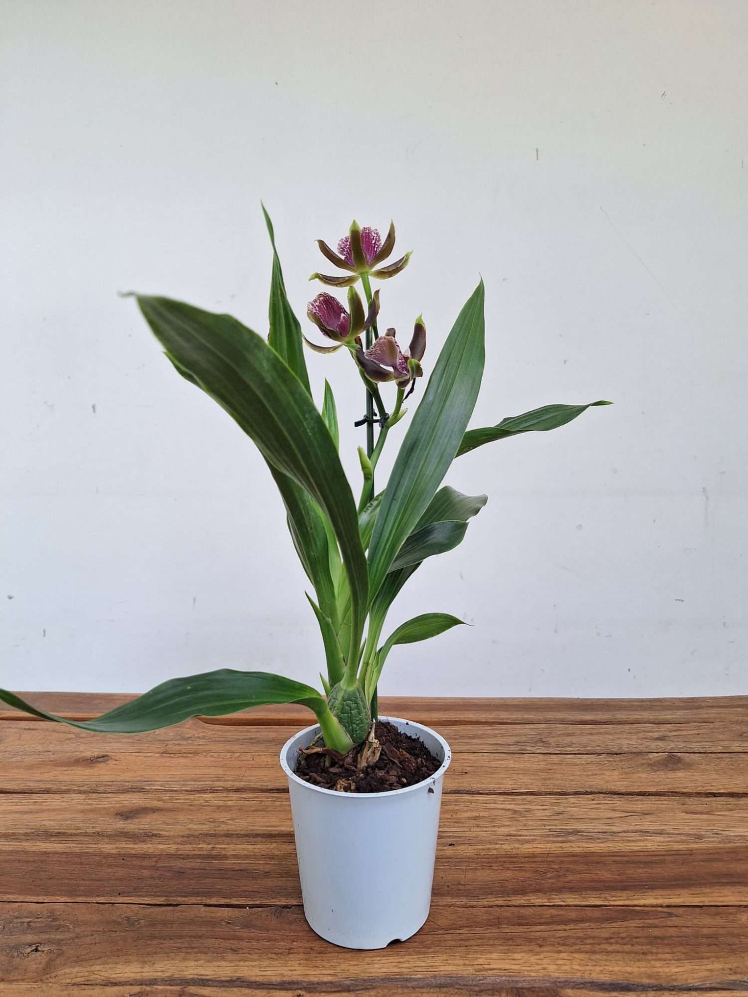 Zygopetalum 'Louisendorf' – V.12 - Image 2