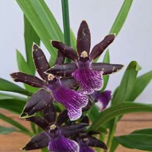 Zygopetalum 'Louisendorf' – V.12