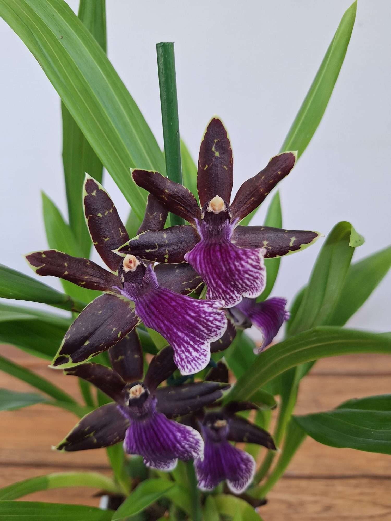 Zygopetalum 'Louisendorf' – V.12