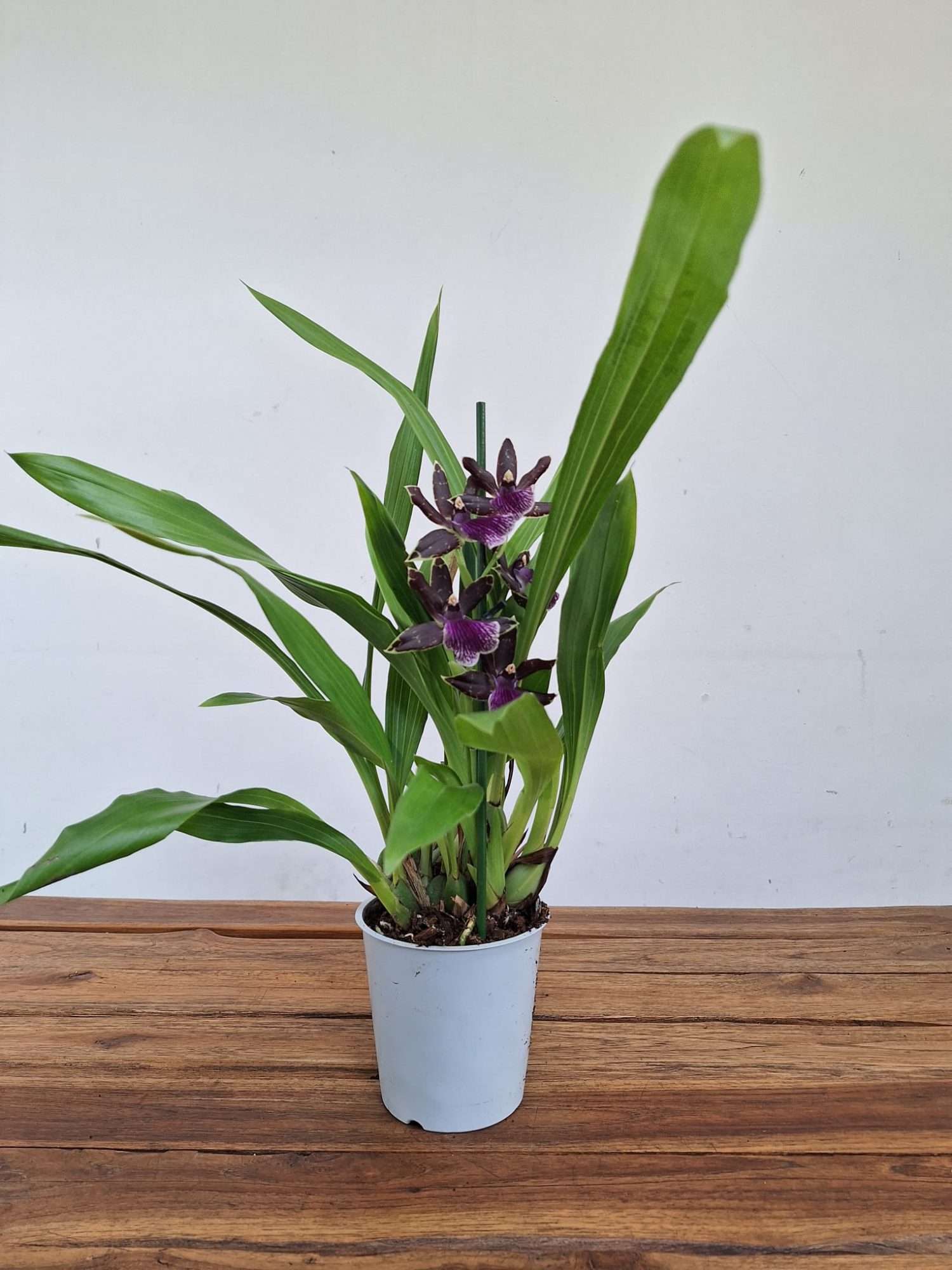 Zygopetalum 'Louisendorf' – V.12 - Image 2