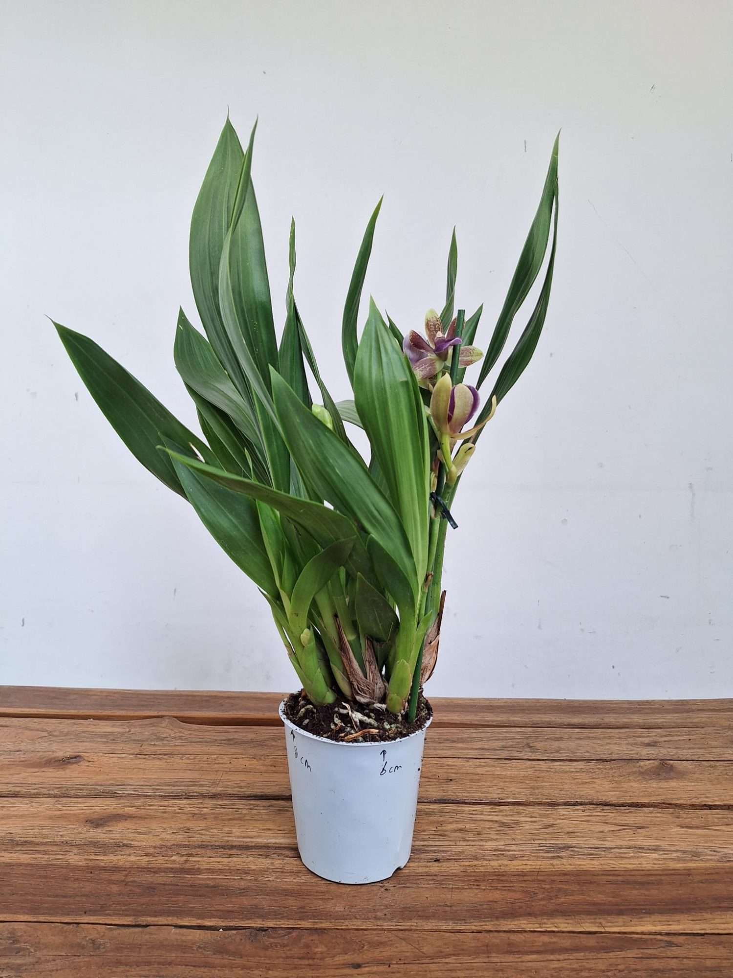 Zygopetalum 'Louisendorf' – V.12 - Image 2