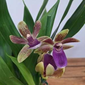 Zygopetalum 'Louisendorf' – V.12