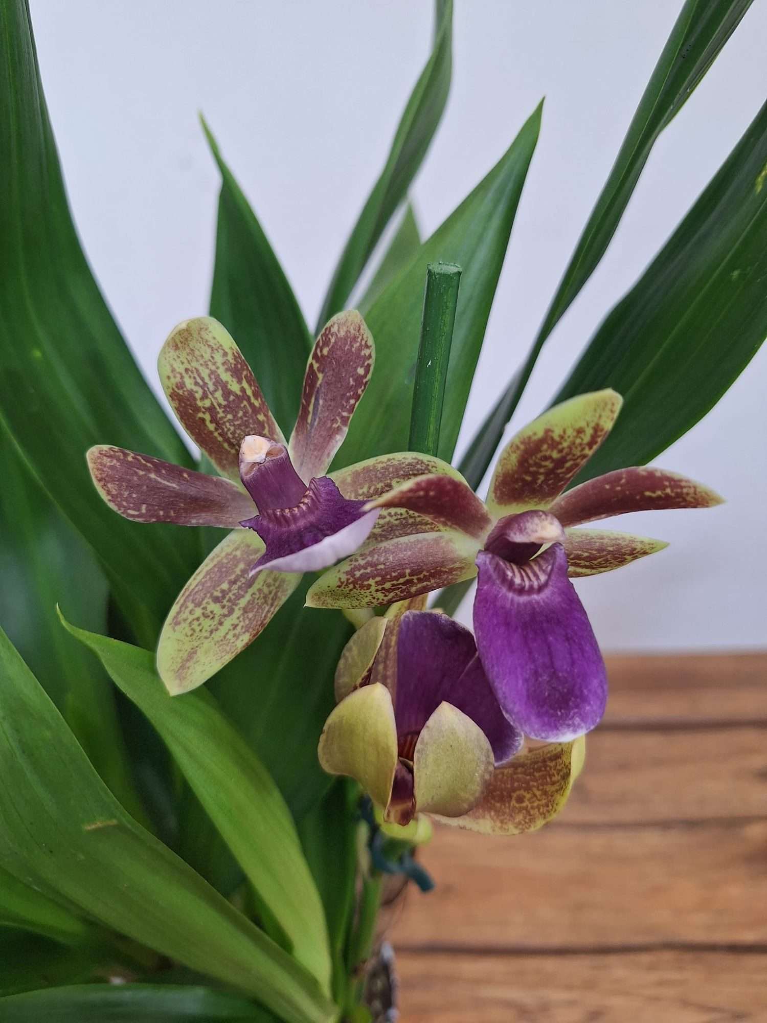 Zygopetalum 'Louisendorf' – V.12