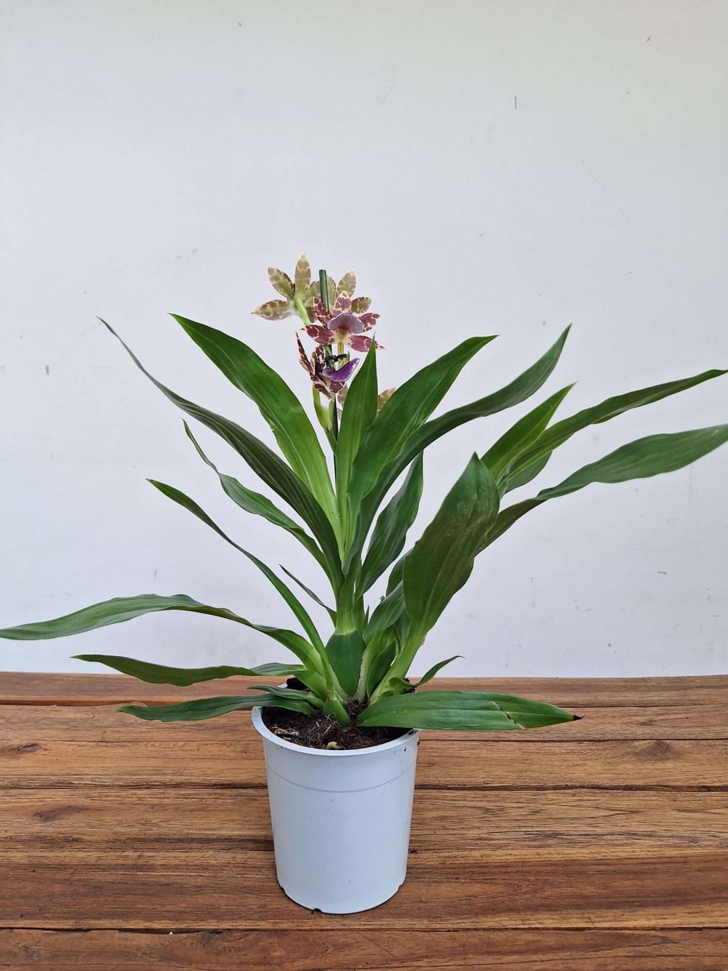 Zygopetalum 'Louisendorf' – V.12 - Image 2