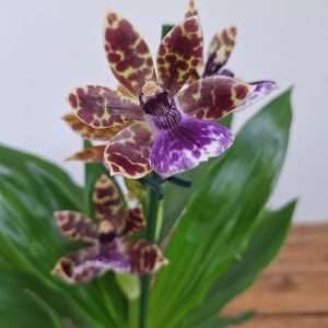 Zygopetalum 'Louisendorf' – V.12