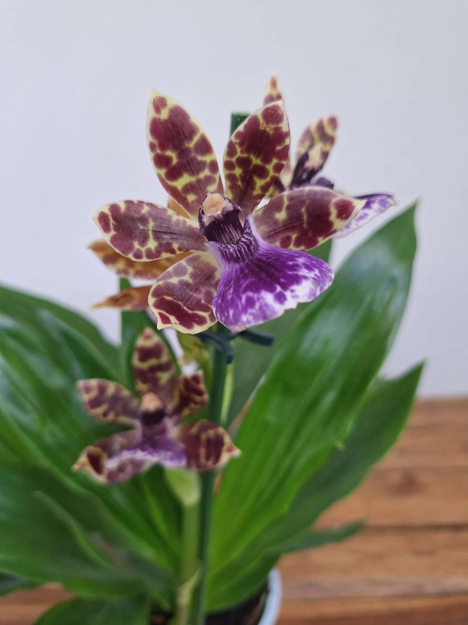 Zygopetalum 'Louisendorf' – V.12