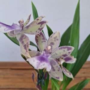 Zygopetalum 'Louisendorf' – V.12