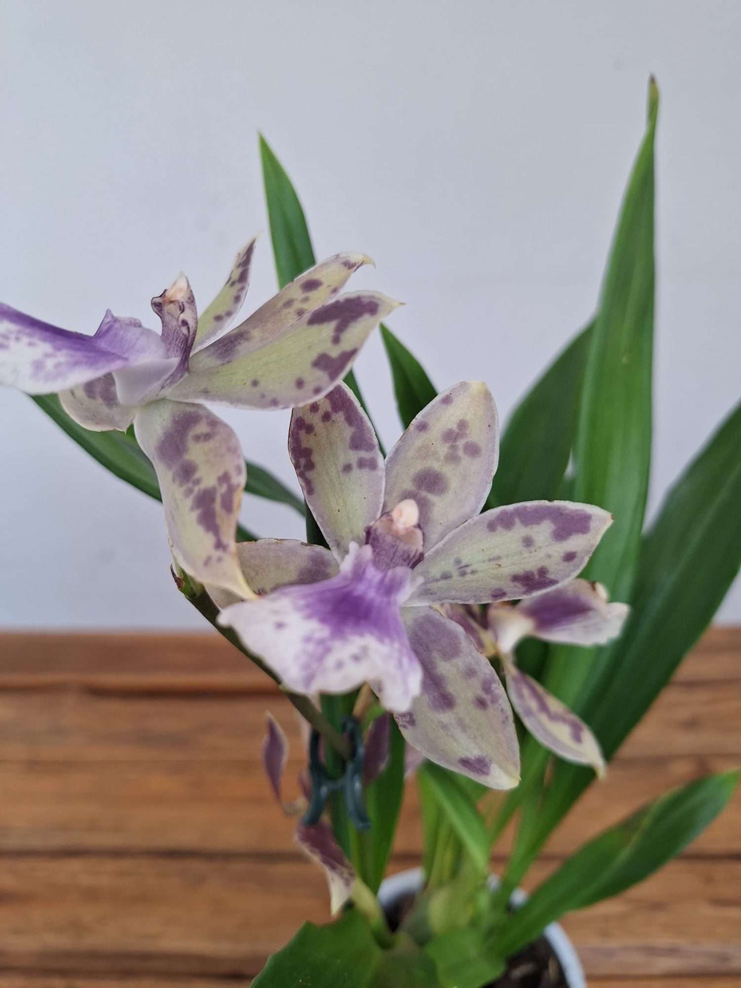 Zygopetalum 'Louisendorf' – V.12