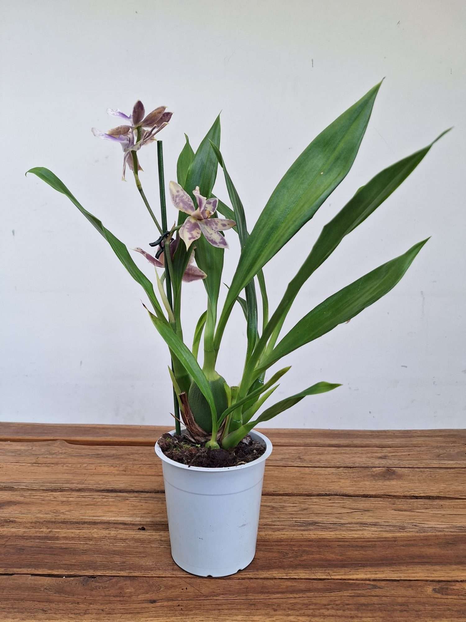 Zygopetalum 'Louisendorf' – V.12 - Image 2