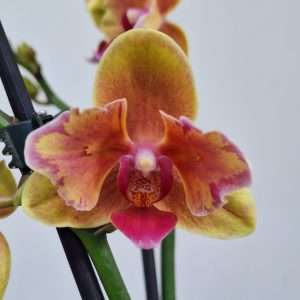Phalaenopsis 2 Hastes - V.12