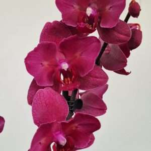 Phalaenopsis 2 Hastes - V.12