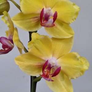 Phalaenopsis 1 Haste - V.12