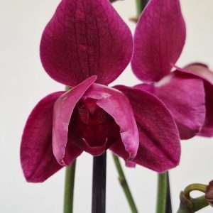 Phalaenopsis 2 Hastes - V.12