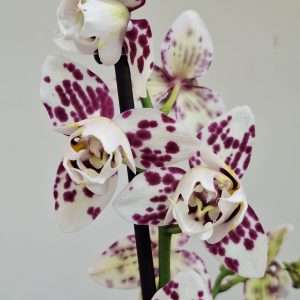 Phalaenopsis 1 Haste - V.12
