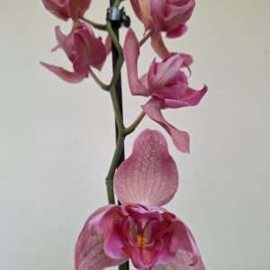 Phalaenopsis 1 Haste - V.12