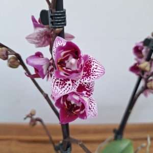 Phalaenopsis 2 Hastes - V.12