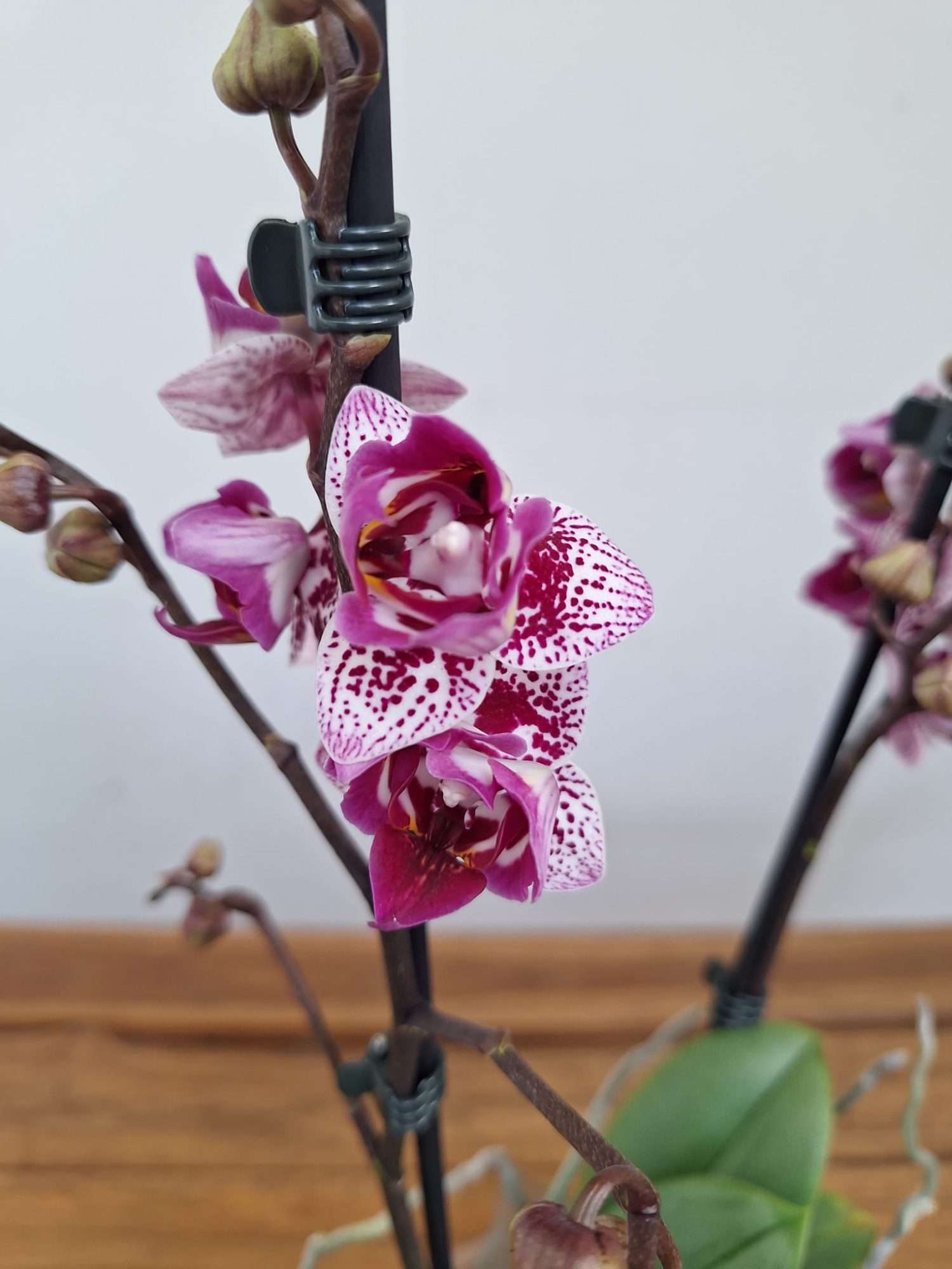 Phalaenopsis 2 Hastes - V.12
