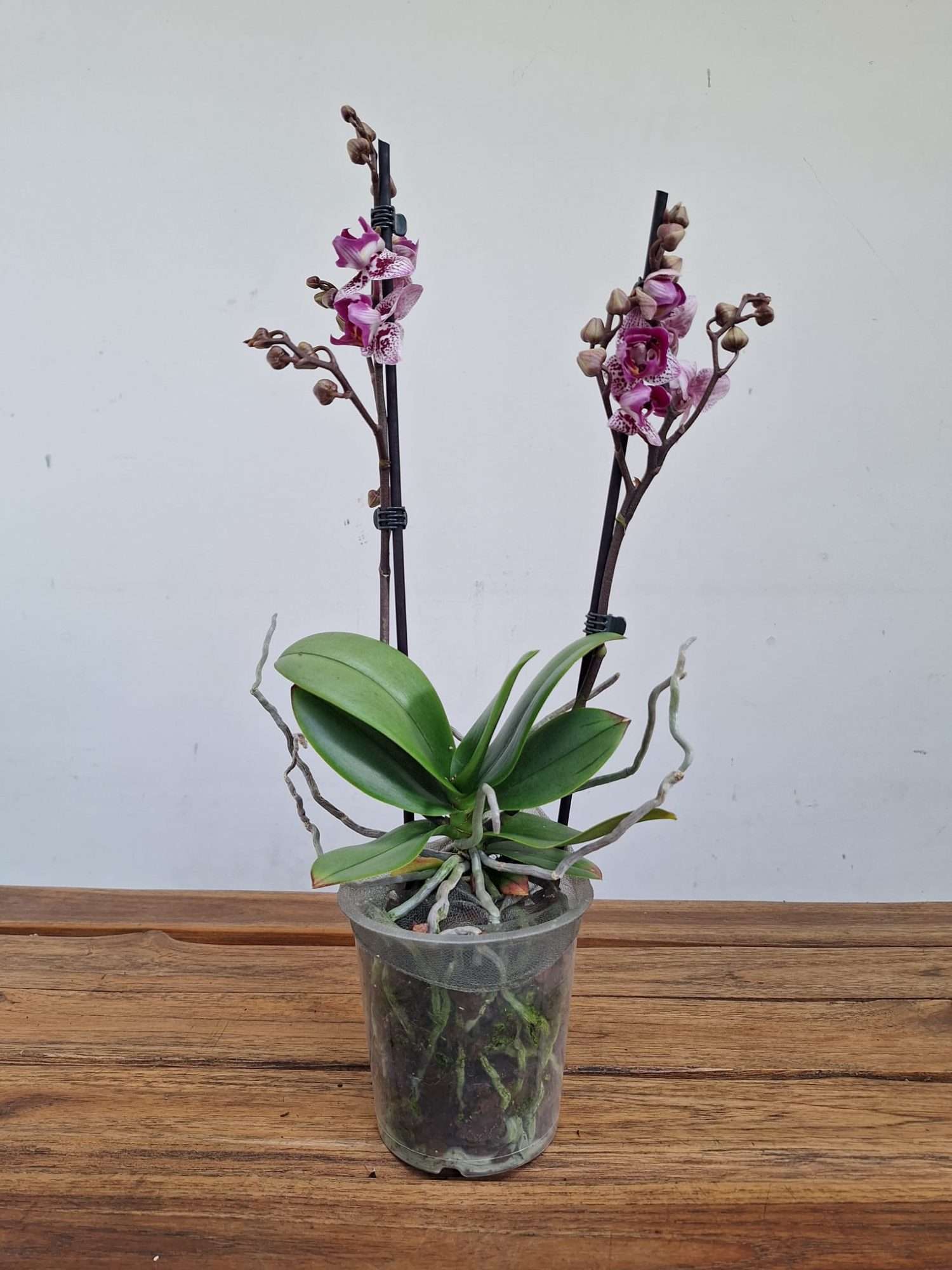 Phalaenopsis 2 Hastes - V.12 - Image 2