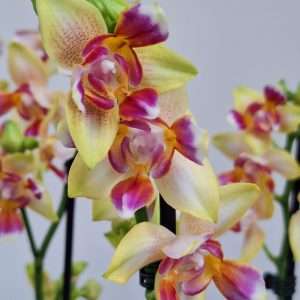Phalaenopsis 'Lily' 2 Hastes - V.12