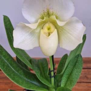 Paphiopedilum 'White Lady' - V.12